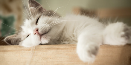 테이블 위에서 잠자는 고양이.