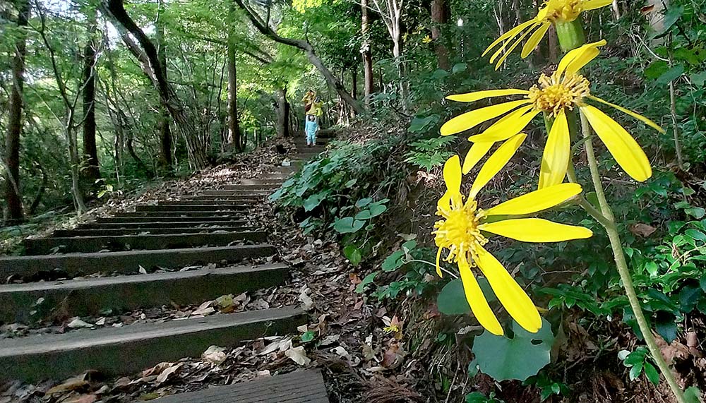노란색 털머위꽃이 핀 호근동 고근산