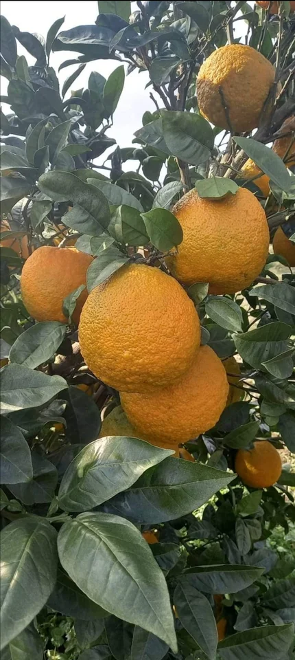 댕유자