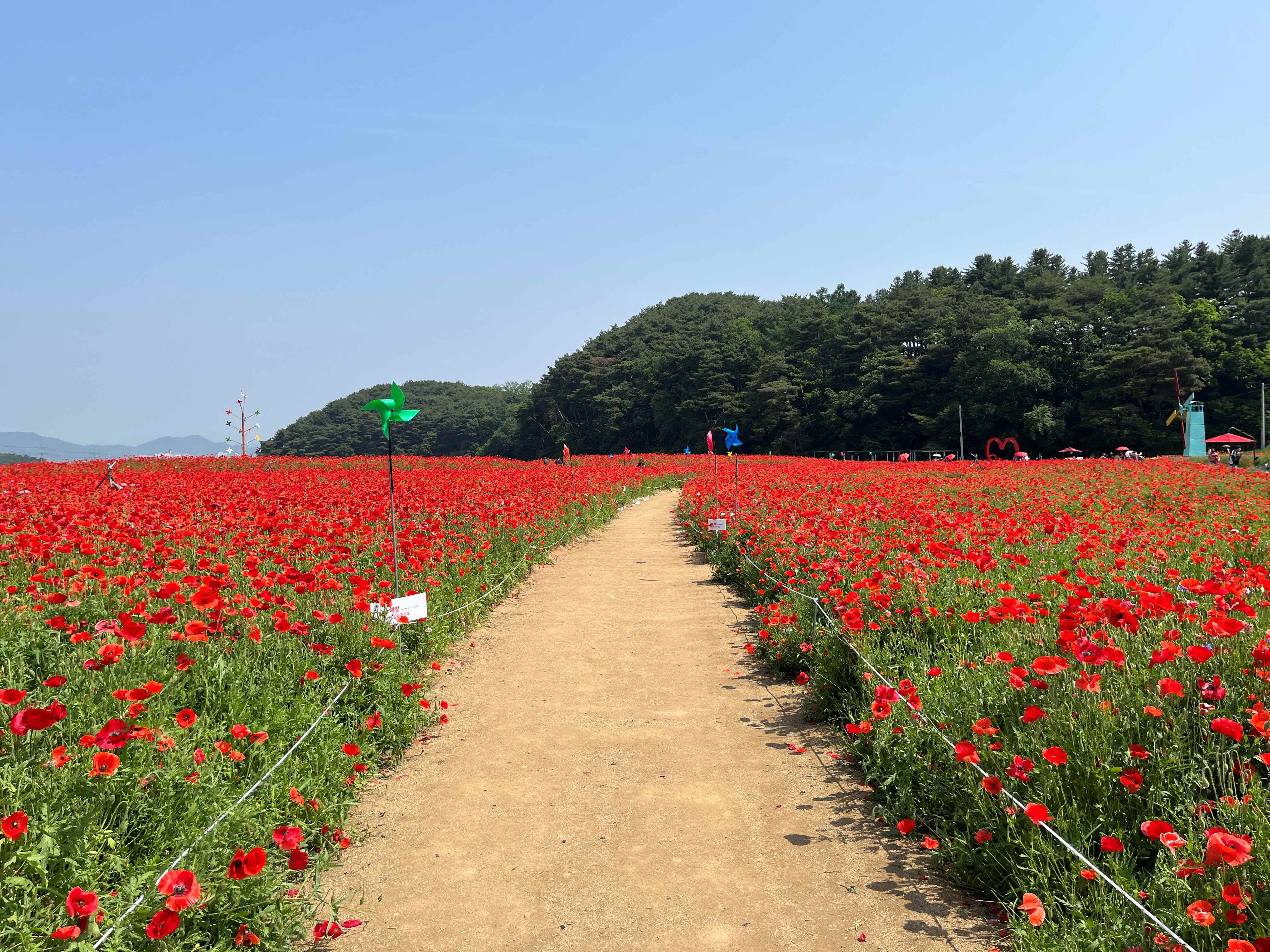 용수골 꽃양귀비 축제