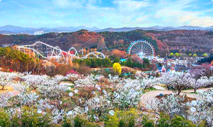 에버랜드 로로티 장미축제