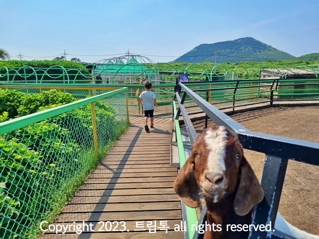 염소가 카메라를 쳐다보고 있고 아이가 걸어가는 뒷모습이 보인다.