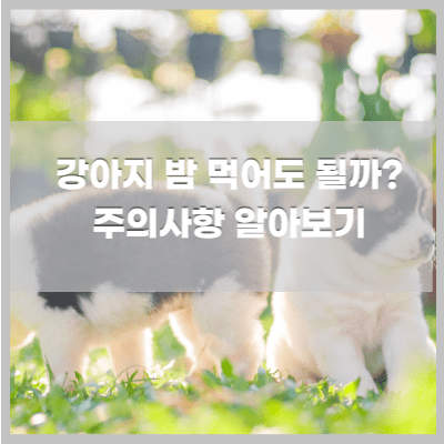 강아지 밤 먹일 때 주의사항