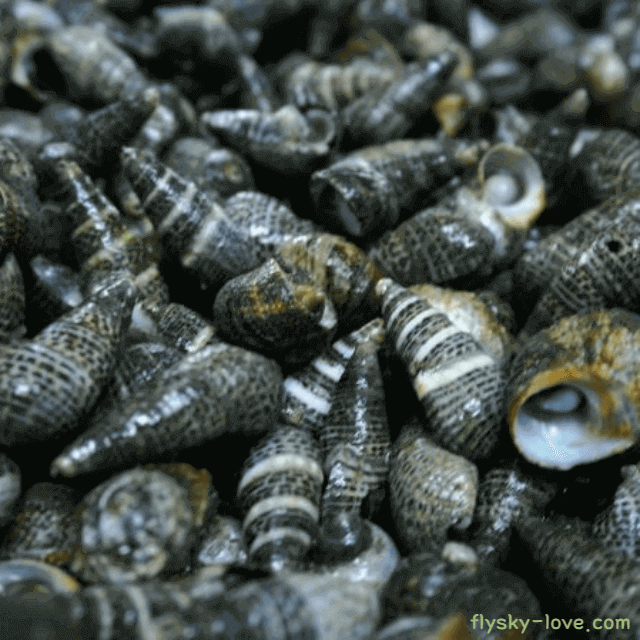 간에 좋은 다슬기