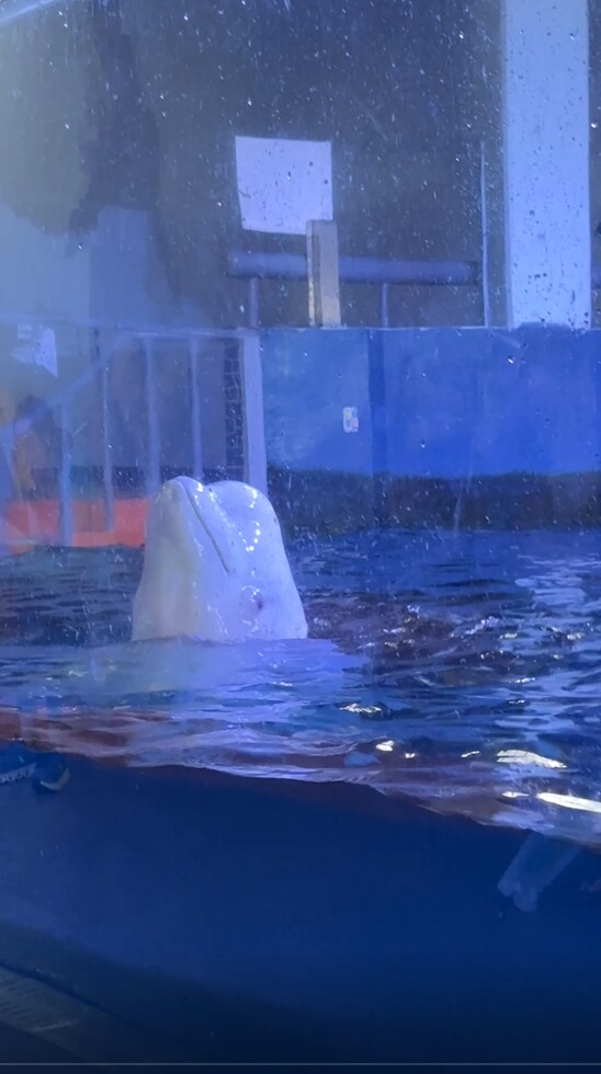 여수아쿠아플라넷-벨루가