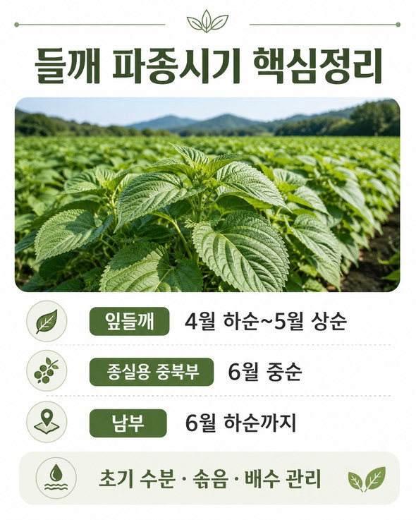 들깨 파종시기