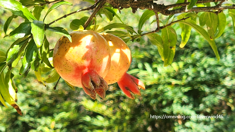 석류(石榴) Pomegranate