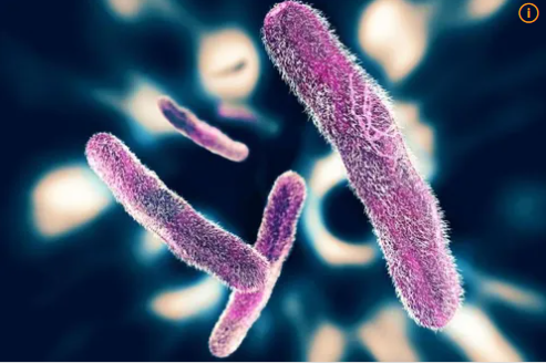 [감염병 주의] 세균성이질 증상 및 감염 경로, 예방 방법