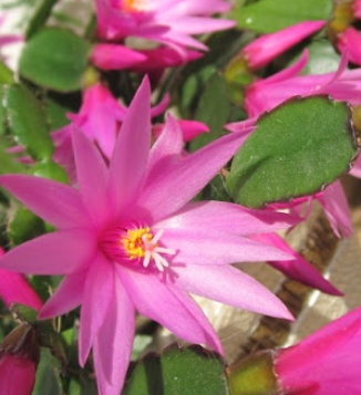 겨울 꽃 게발선인장