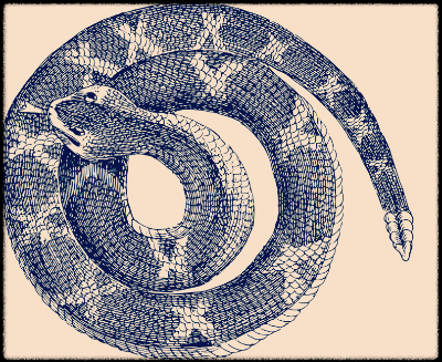 동글게 몸을 말고 있는 뱀 그림