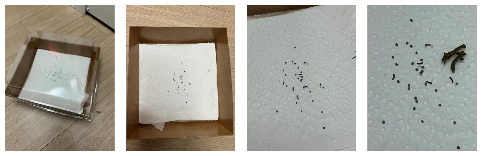 누에 키우기 키트, 키우는 방법