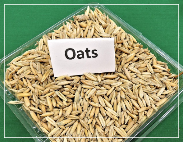 귀리란 무엇인가요