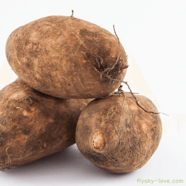 야콘 고르는 법