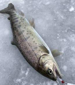 화천 산천어축제