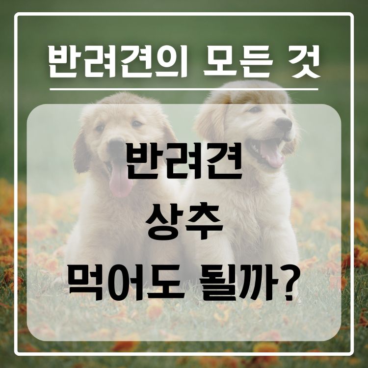 반려견 상추 급여 가능 여부, 적정량, 주의 사항