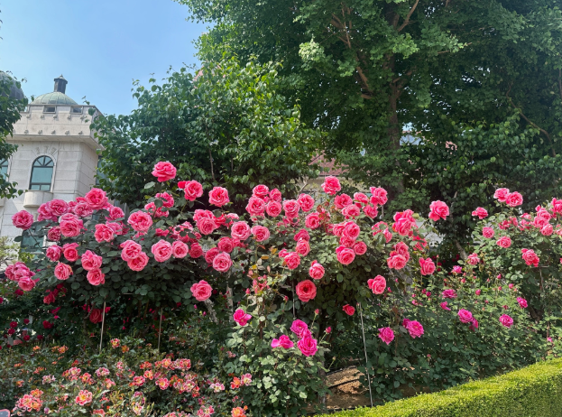 장미축제 전국 TOP5