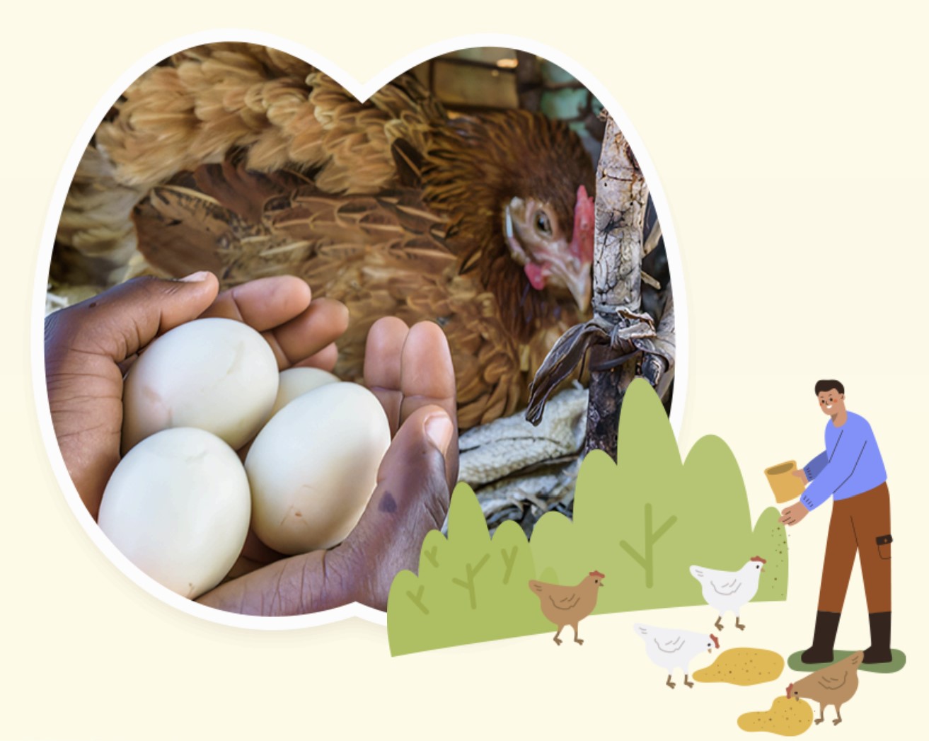 아프리카 닭 선물하기