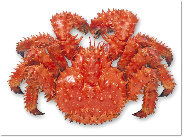 가시투성왕게(하나사키 가니)