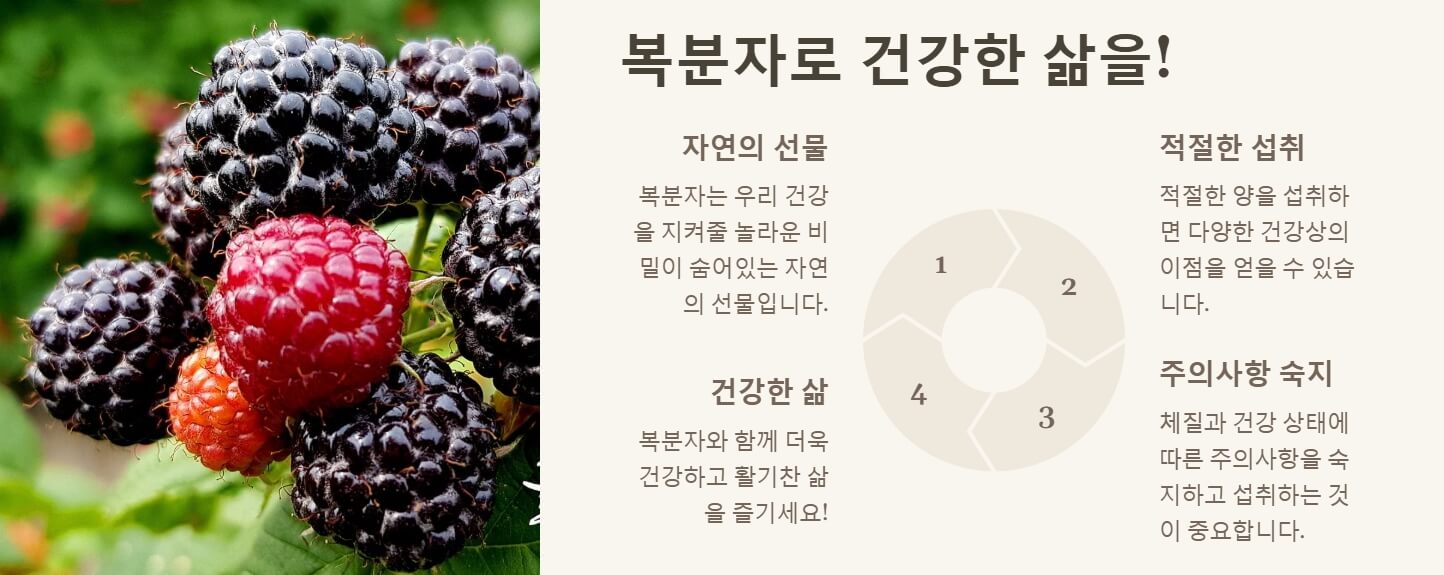 복분자 효능 부작용