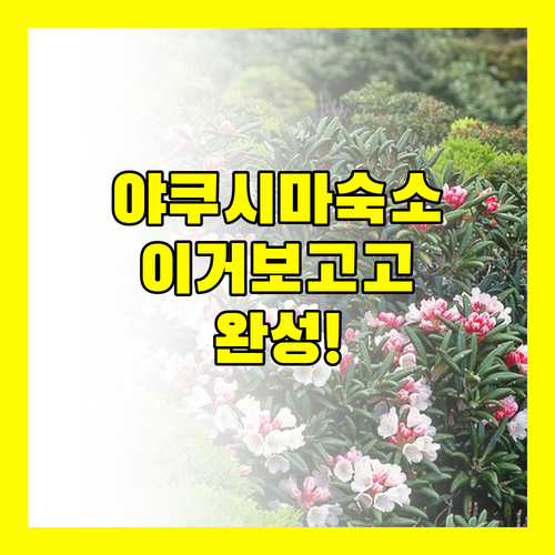 야쿠시마 숙소 세 가지 당신의 여행을..