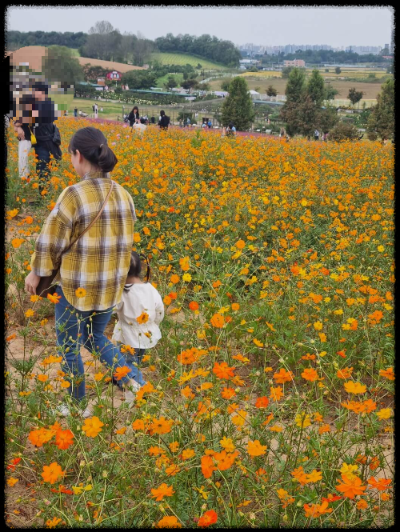 안성팜랜드 핑크뮬리&amp;#44;코스모스 가을 사진여행 추천합니다.
