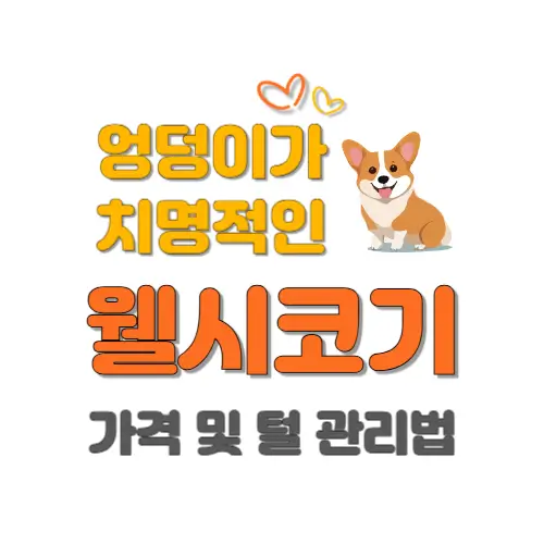 웰시코기 썸네일