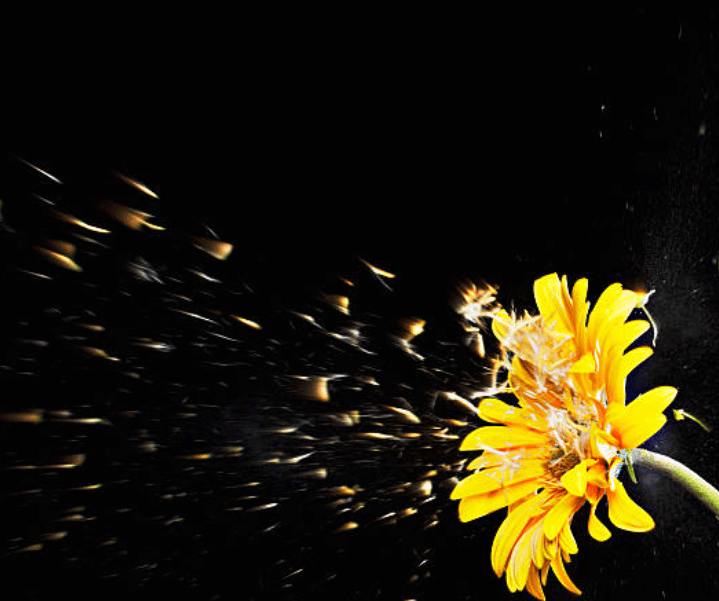 꽃가루 알레르기 치료법