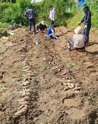 고구마캐는시기 딱 3가지 신호만 보세요 보관법까지 총정리로_20