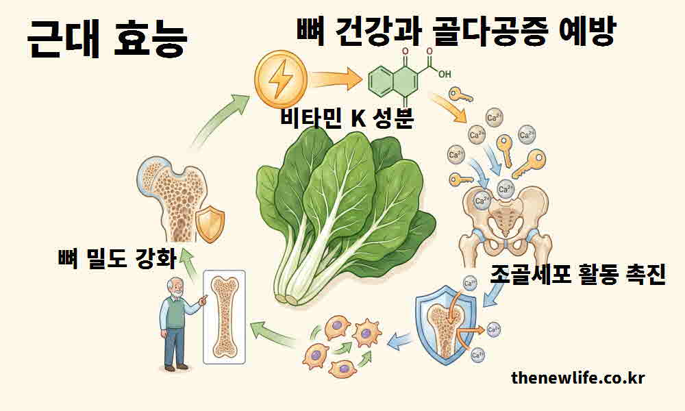 근대 효능 뼈 건강 골다공증 예방