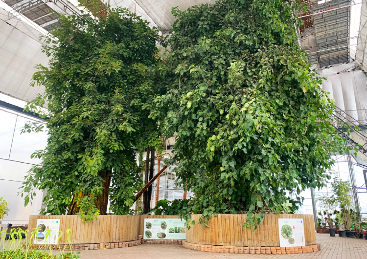 아산 세계꽃식물원