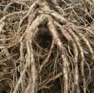 도라지 효능 부작용 고르는법 먹는법 꽃 총정리