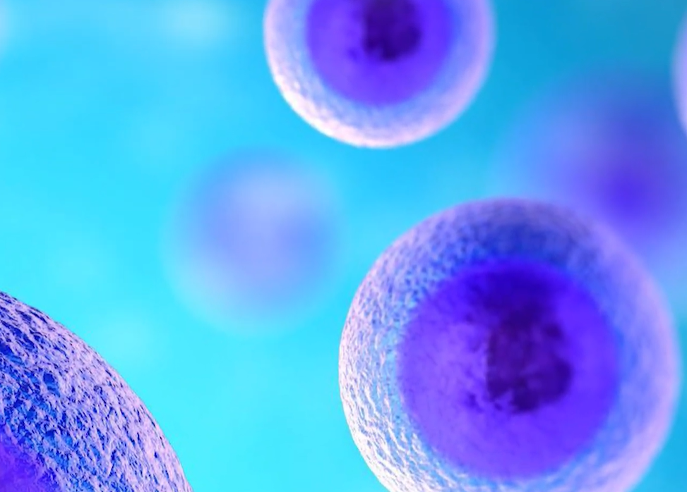 노니 효능 부작용