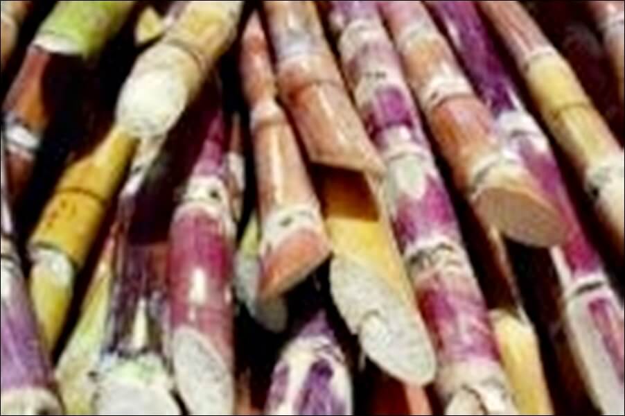 폴리코사놀 효능 부작용 총정리