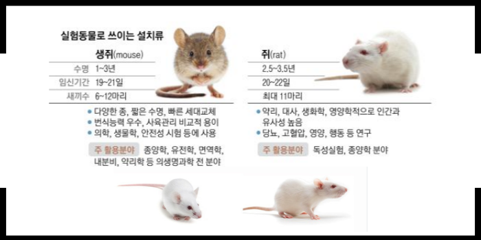 마우스와 쥐의 차이