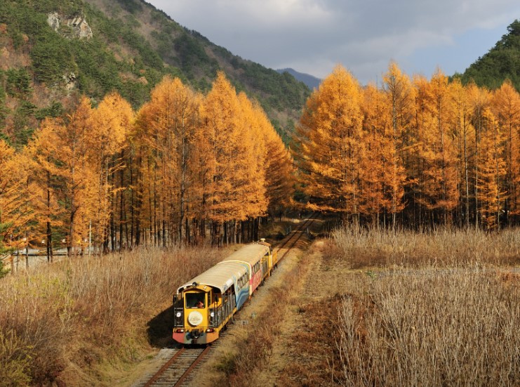 정선 레일바이크