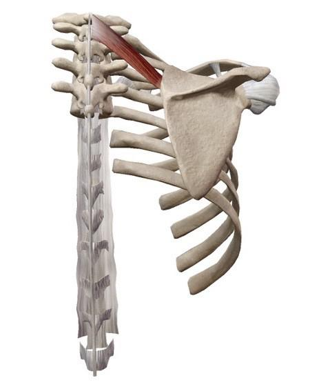 날개뼈 해부학 모습