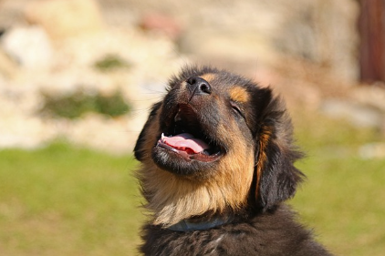 강아지가 활짝 웃는 모습