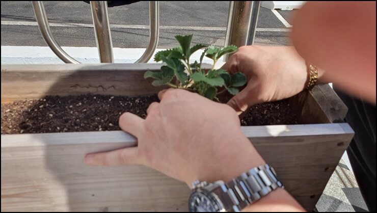 관하딸기-모종을-화분에-심는-이미지