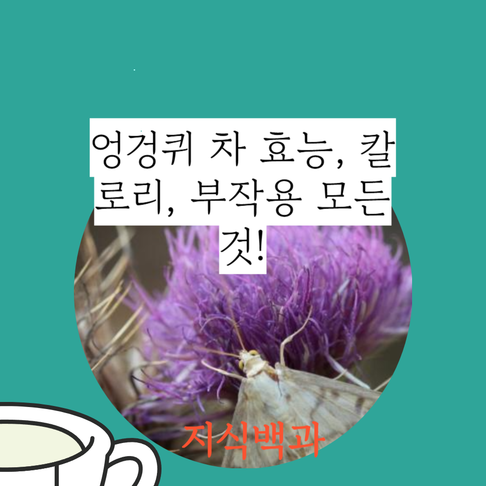 엉겅퀴 차 효능, 칼로리, 부작용 모든 것!