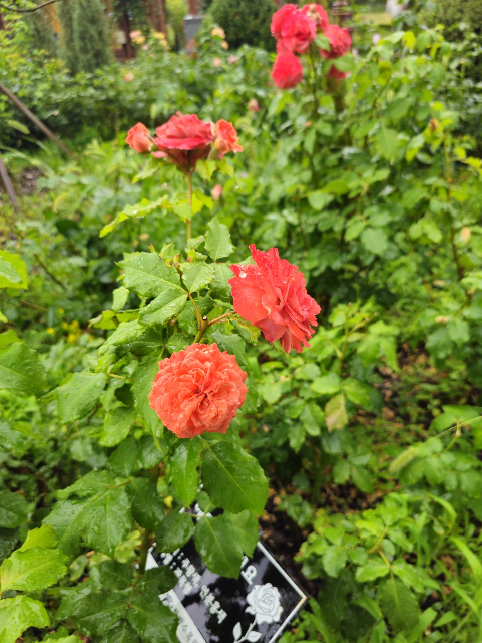 선진국 교육복지와 장애인 지원