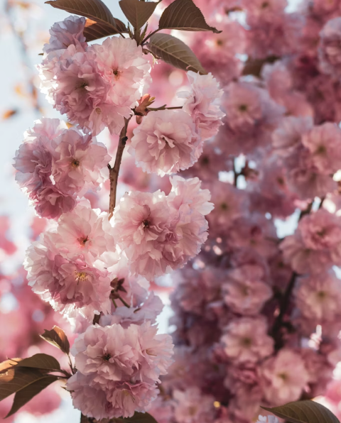 2026 벚꽃 개화시기 및 일정