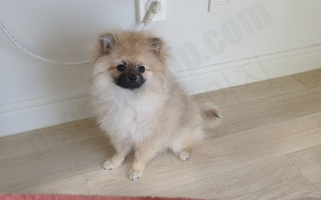 6개월 세이블 포메라니안