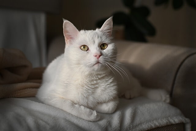 고양이 지방종&amp;#44; 원인과 치료방법 꼭 알아두기!