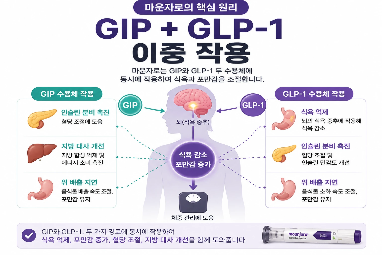 마운자로-GIP-GLP1-이중작용-원리