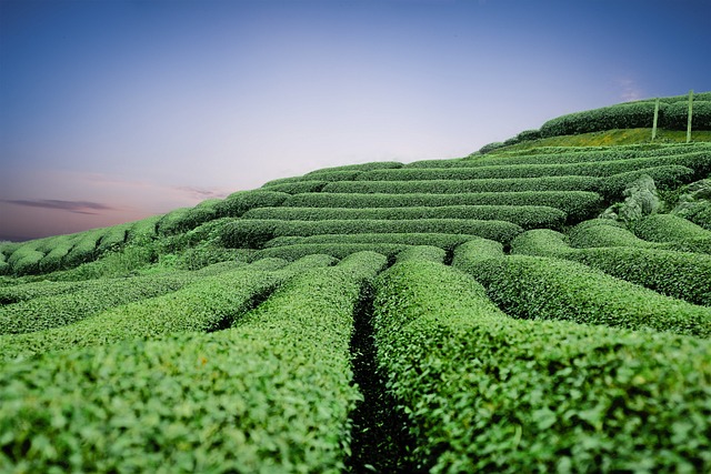 green tea