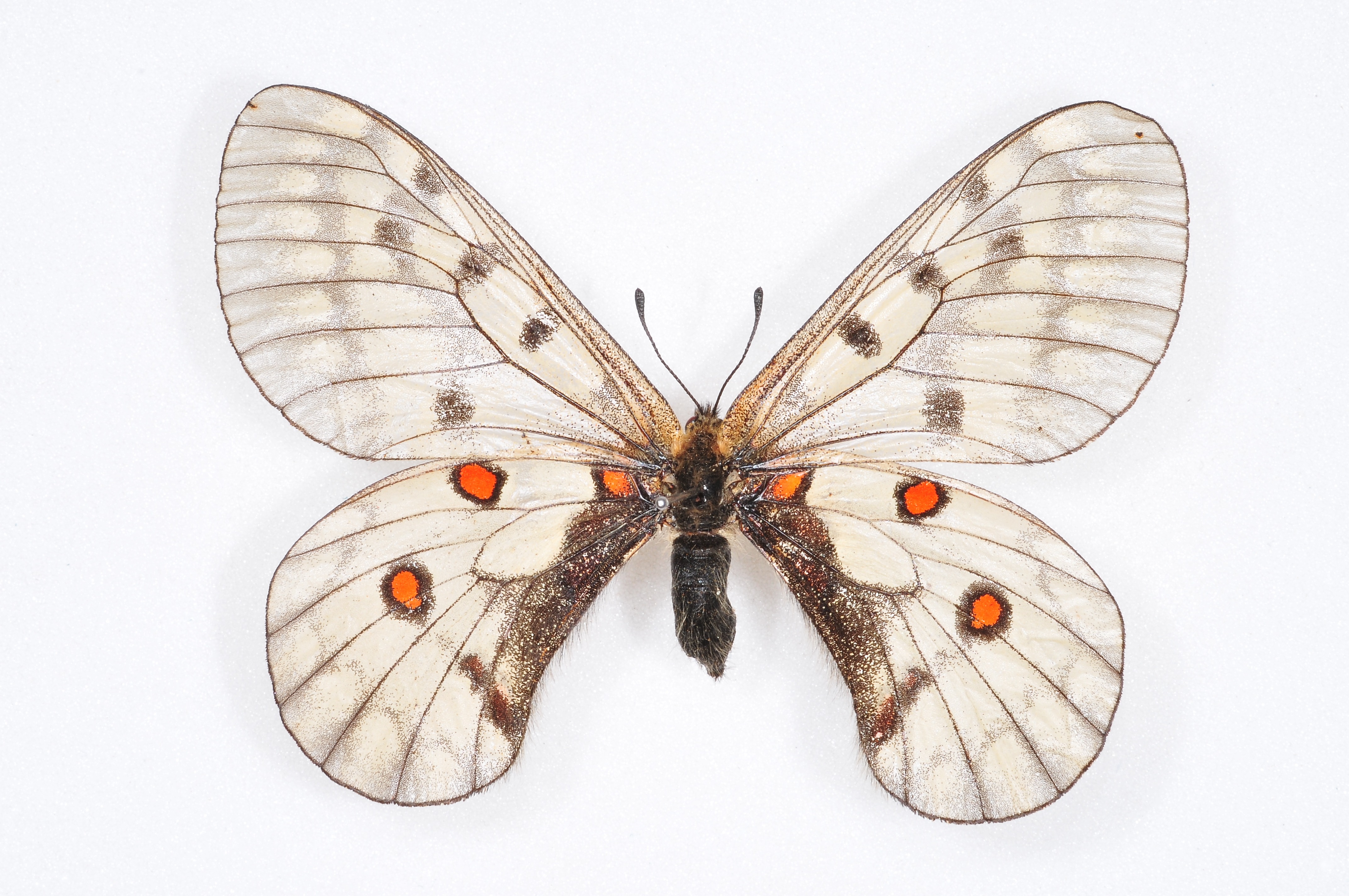 붉은점모시나비&amp;#44; 한국의 마지막 보석 나비｜멸종위기 곤충 보호 이야기