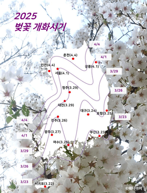 2025 벚꽃 개화 시기