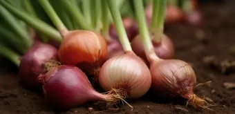 샬롯 재배 모종 씨쪽 나누기 건조 저장 병해 예방_5