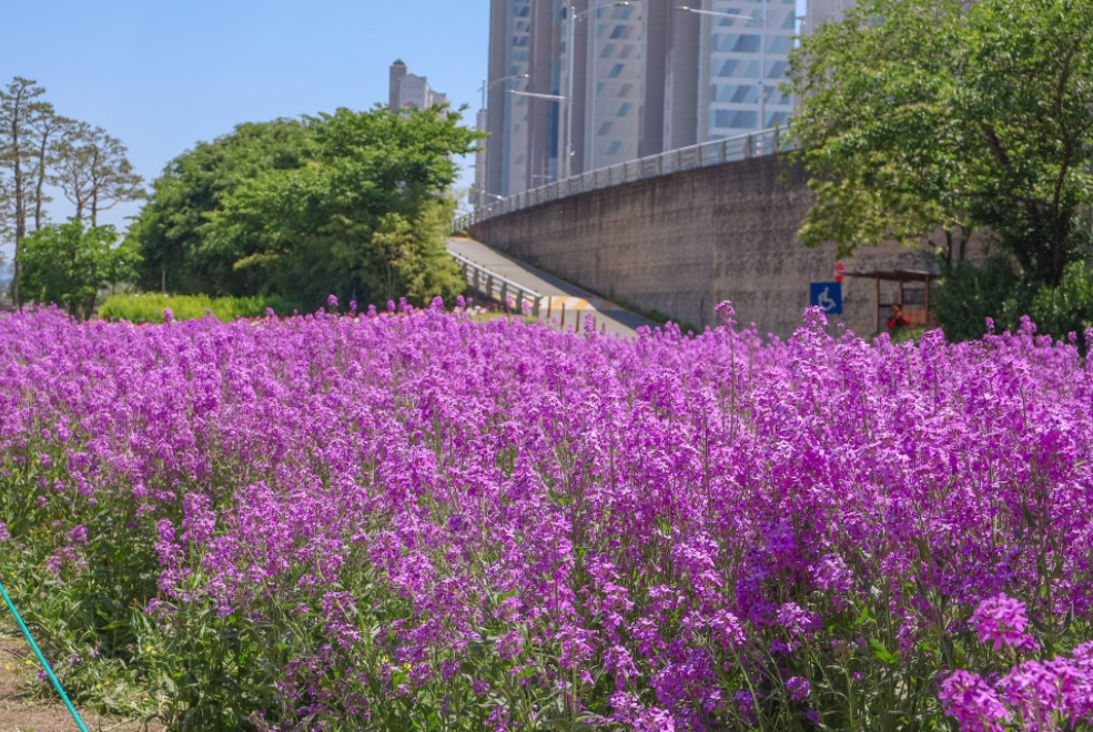 영천 작약꽃 축제