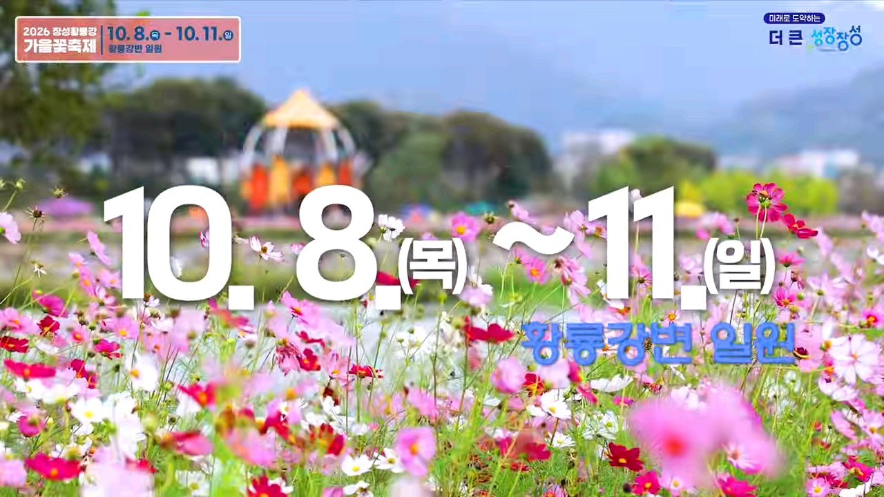 장성 황룡강 가을꽃축제